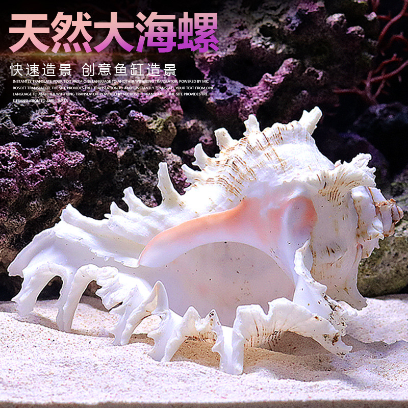 Aquarium Fish Of The World - Natürliche Meeresschnecken-Aquariumdekoration, verschieden große Muscheln für