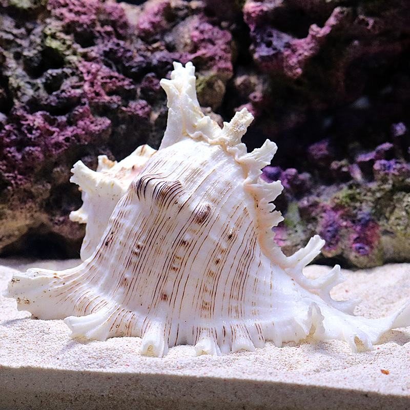 Natürliche Meeresschnecken-Aqu – Aquarium Fish Of The World Bewertung und Preis