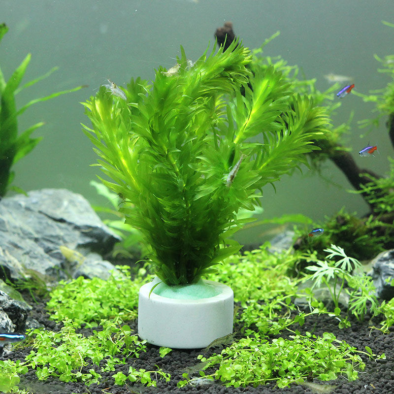 Aquarium Dekoration Keramik Ri – Aquarium Fish Pot Bewertung und Preis