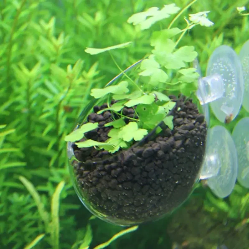 Transparenter Aquarien-Blument – Aquarium Fish Pot Bewertung und Preis