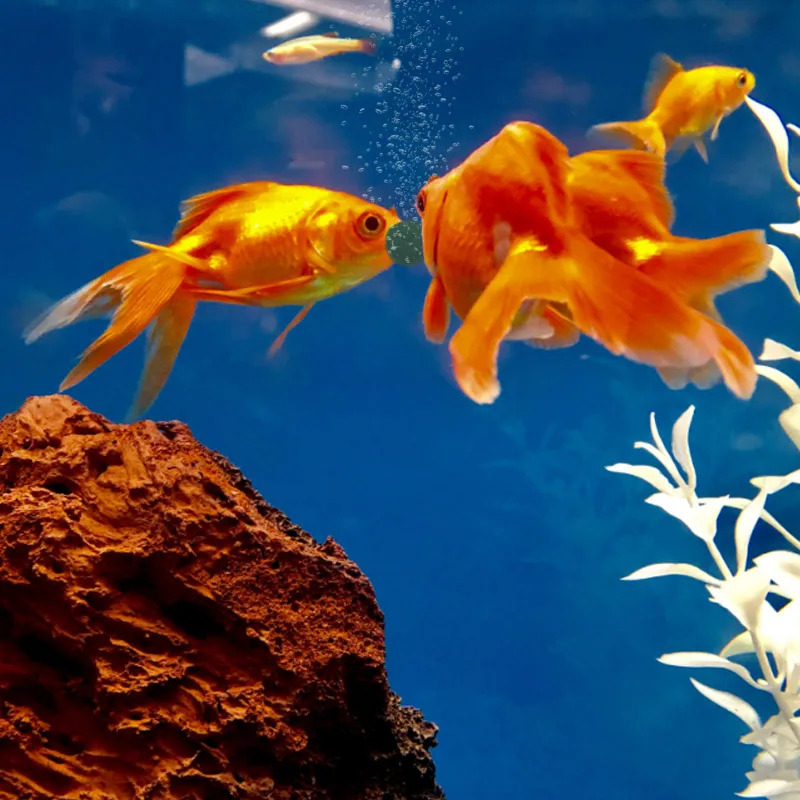 100-1500 Stück Hochreine Spiru – Aquarium Fish Enrichment Bewertung und Preis